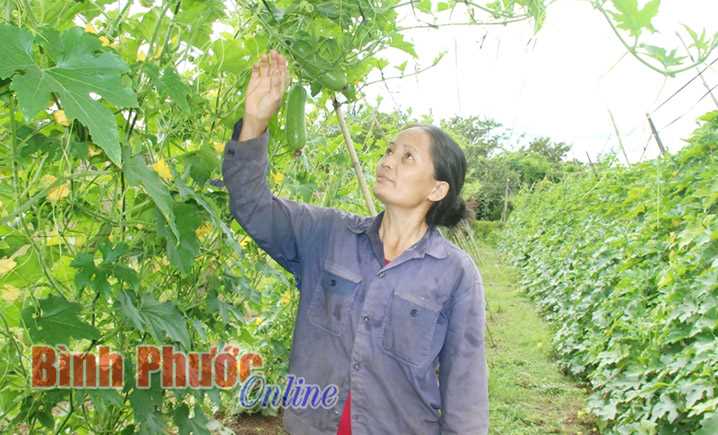 2 sào đất thu 200 triệu đồng/năm