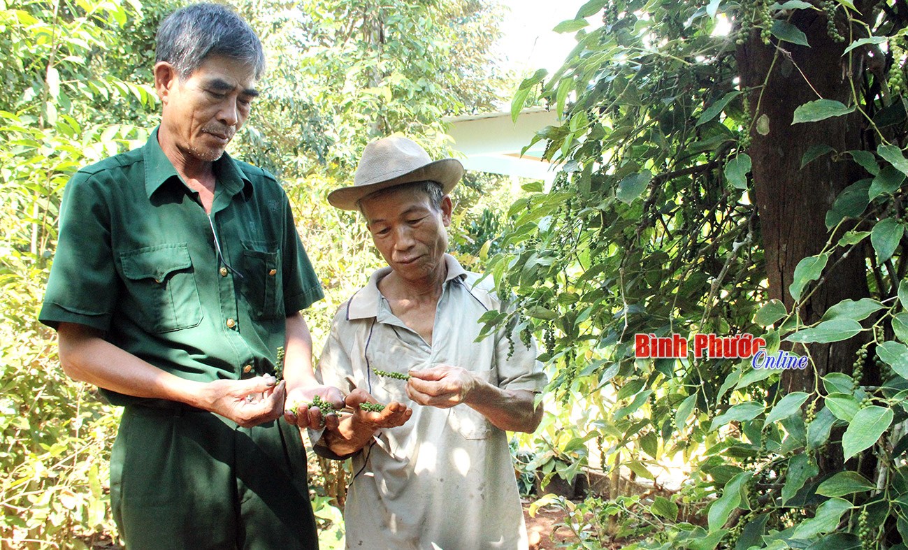 Cựu chiến binh liên kết trồng tiêu sạch