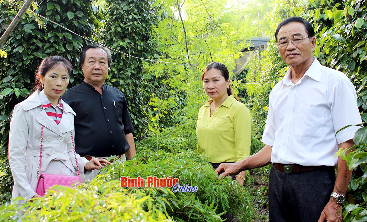 BÙ ĐỐP: Nhân rộng vườn cây thuốc nam tại nhà