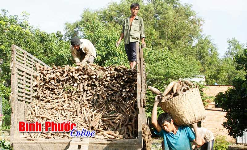 Giúp nông dân liên kết để tăng chuỗi giá trị sản phẩm