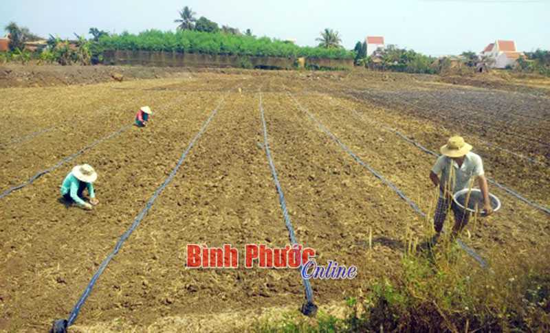 Bù Đốp: 330 hộ hội viên nông dân thoát nghèo