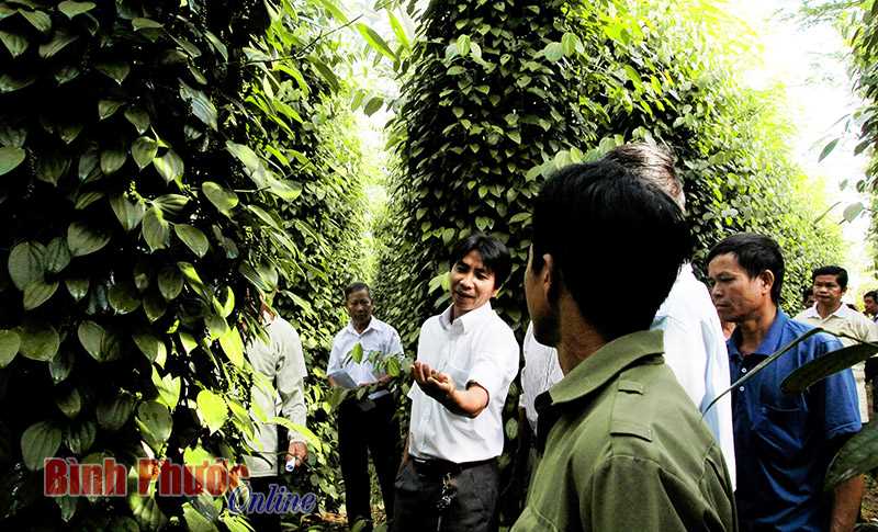 Bù Đốp: Hội thảo đầu bờ mô hình trình diễn hồ tiêu