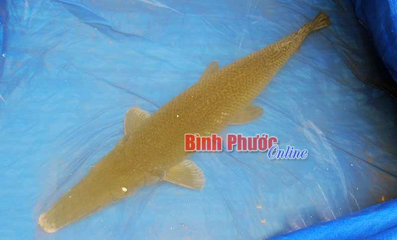 Phát hiện cá lạ trên hồ Thác Mơ