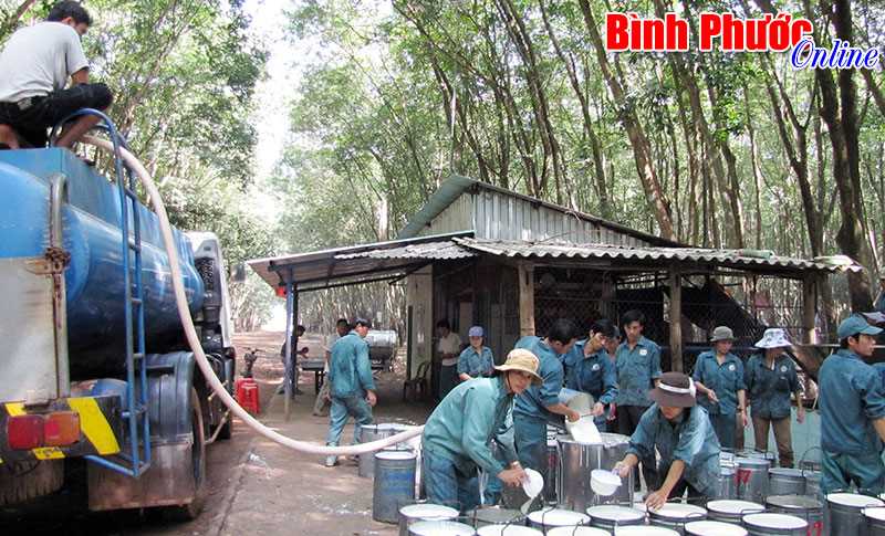 Cao su Sông Bé thu nhập bình quân 5,83 triệu đồng/người/tháng