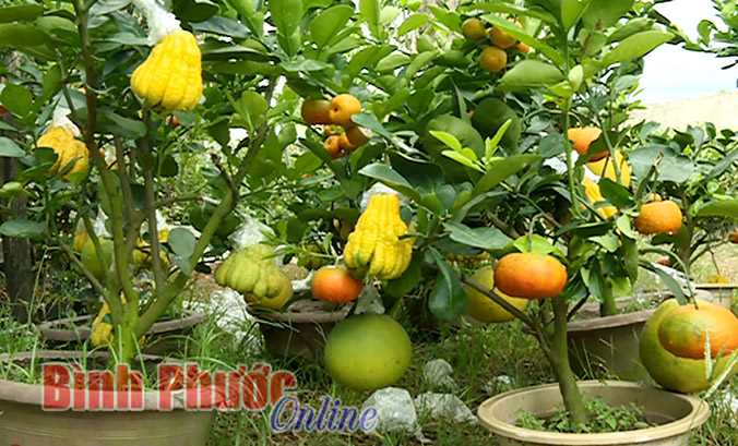 &ldquo;Độc&rdquo;, &ldquo;lạ&rdquo; c&acirc;y ngũ quả chưng ng&agrave;y tết