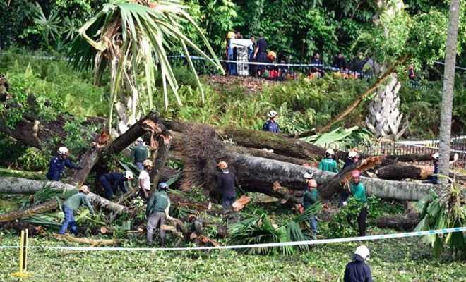 Đổ cây di sản tại Vườn bách thảo Singapore, 5 người thương vong