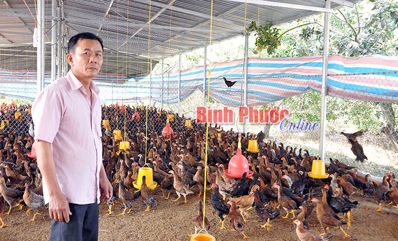 Chăn nuôi gia cầm theo hướng nâng cao giá trị