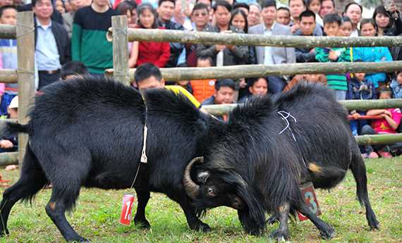 Độc đ&aacute;o hội chọi d&ecirc; của người M&ocirc;ng