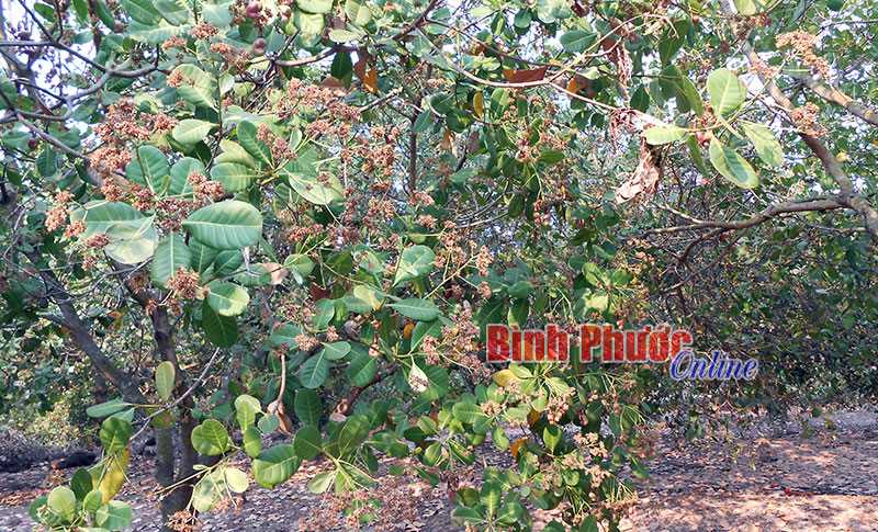 Cho vay không lãi để ngăn chặn mua điều non