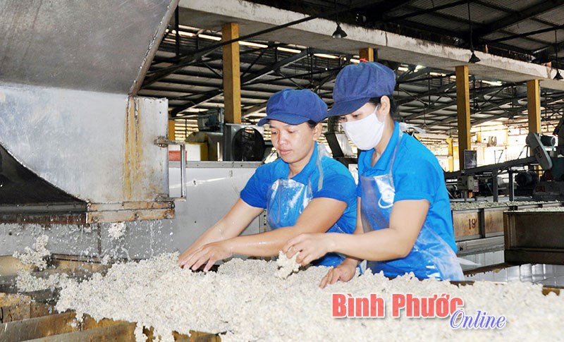 Công nhân cao su phấn khởi ra quân đầu năm