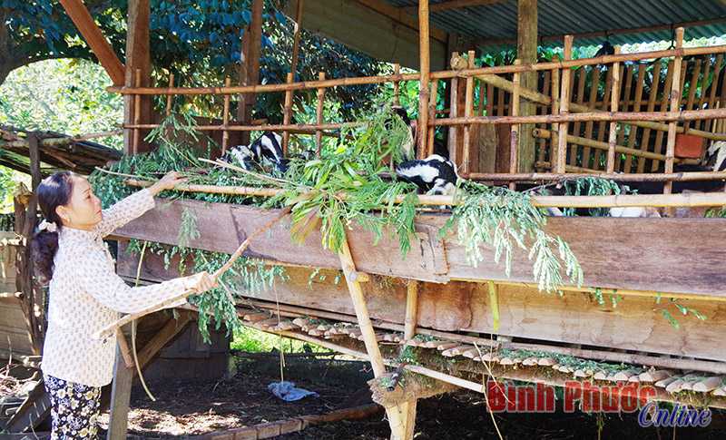 Cựu chiến binh Lộc Ninh giúp nhau xóa đói, giảm nghèo