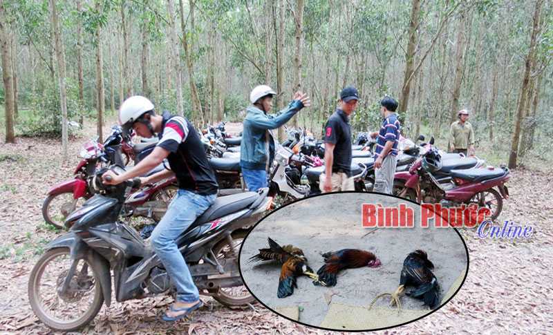 Công an huyện Hớn Quản bắt 13 đối tượng đá gà ăn tiền
