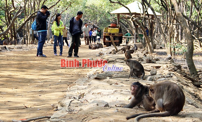 Về đảo Khỉ thăm con cháu Tề Thiên
