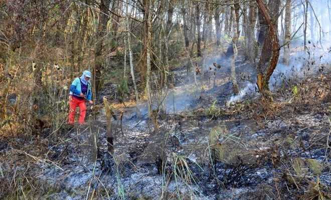 Hàng chục hecta rừng tự nhiên tại Đắk Nông bị tàn phá, đốt trụi