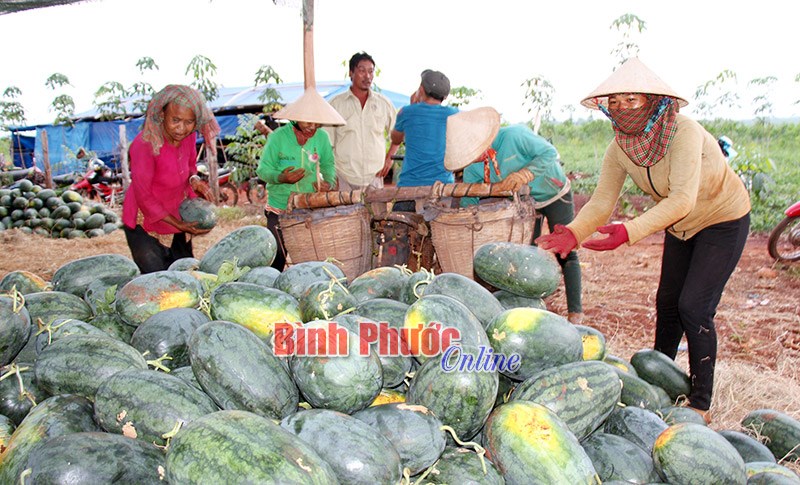 Ngọt ngào mùa dưa hấu
