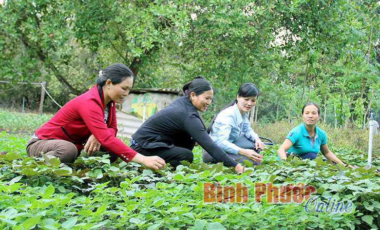 Tổ hợp tác phụ nữ trồng rau an toàn ở Tân Lập: Hướng đến thương hiệu riêng