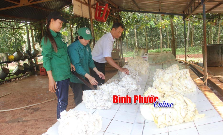 Công nhân cao su Phú Riềng làm xuyên tết