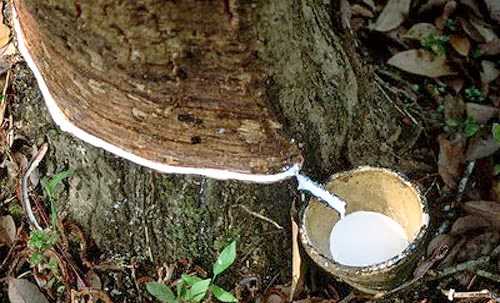 Niềm vui của người trồng cao su