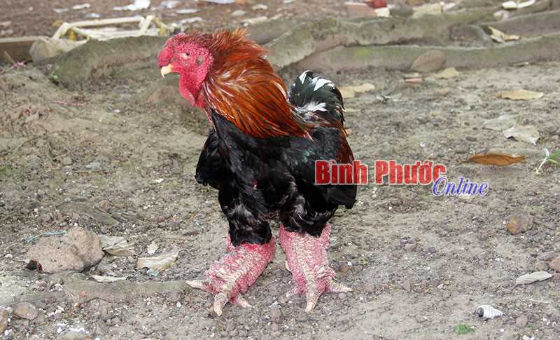 Gà Đông Tảo “cháy hàng” dịp tết