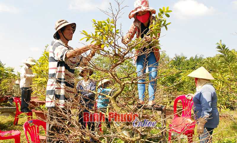 Có hay nỗi đau bứt lá...