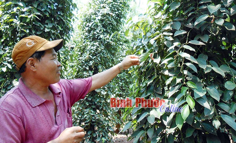 Thị trường hồ tiêu khó dự đoán