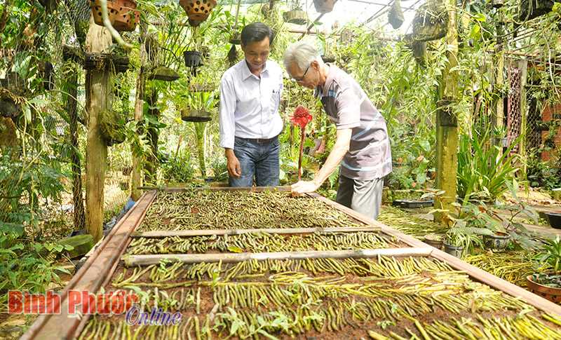 Hoa lan - tình yêu và tri kỷ