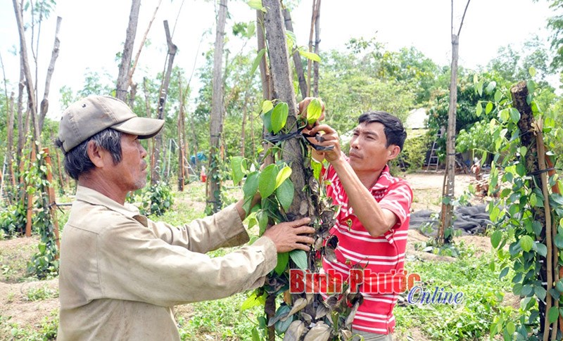 Lốc xoáy làm gãy đổ hơn 12 ngàn trụ tiêu