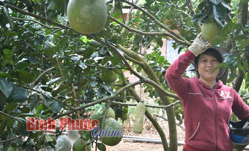 Nông dân Đồng Phú được mùa bưởi tết