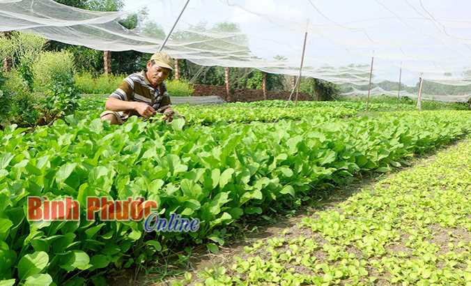 Trở thành triệu phú từ 1.500m2 vườn