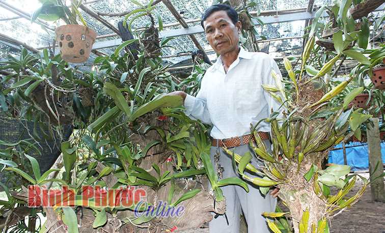 M&ugrave;a xu&acirc;n với lan rừng của người Khơme