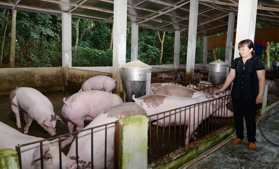Heo hơi rớt giá – người nuôi lỗ nặng