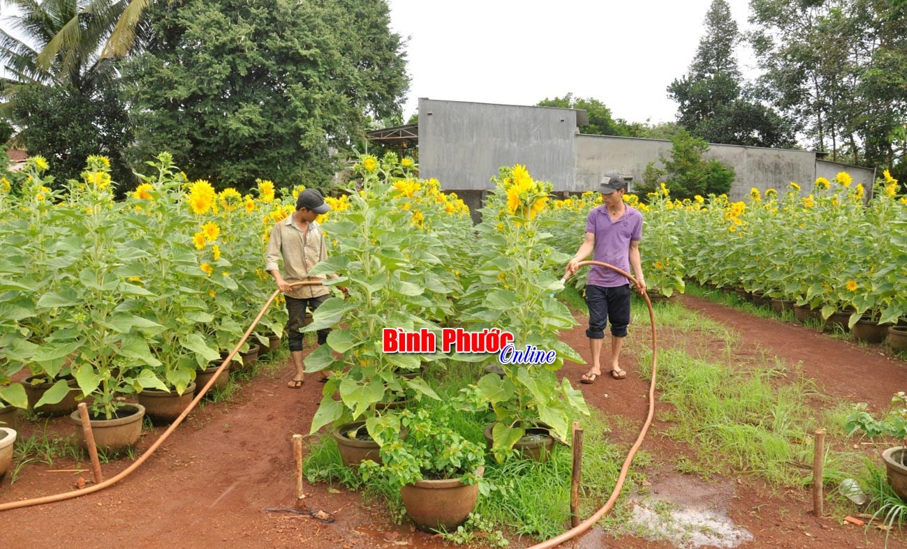 Nghề “lái xe không thắng”