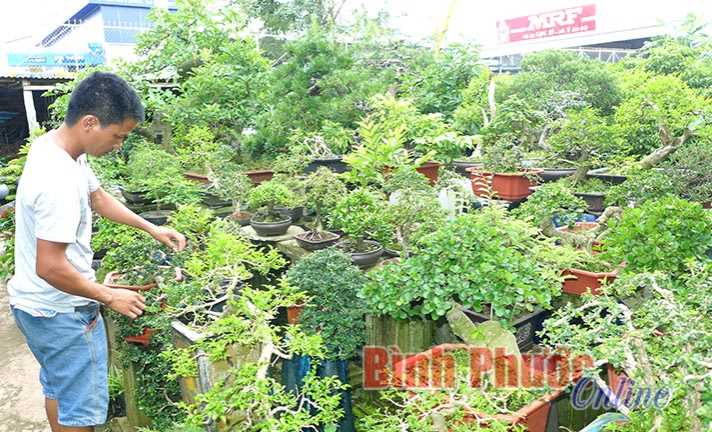 Làm giàu từ thú chơi cây cảnh