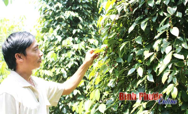 Hớn Quản khan hiếm nhân công hái tiêu 