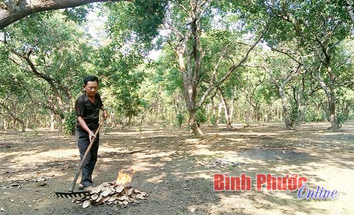 Vắng lặng vựa điều Bù Đăng