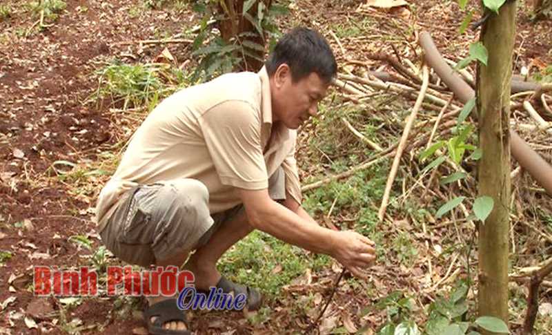 Hớn Quản: Lợi ích kép từ mô hình tưới nhỏ giọt