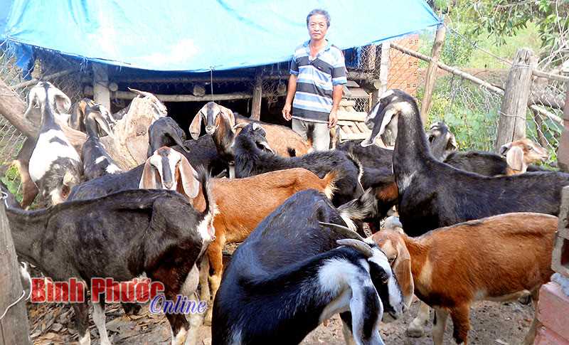Nhà nông thi đua làm giàu ở Đồng Phú
