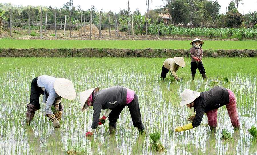 Toàn tỉnh gieo trồng vụ đông xuân 5.699 ha