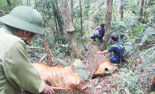 B&ugrave; Đăng: 21 vụ vi phạm l&acirc;m luật