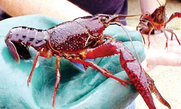 Tiêu hủy toàn bộ tôm hùm đỏ tại Đồng Tháp