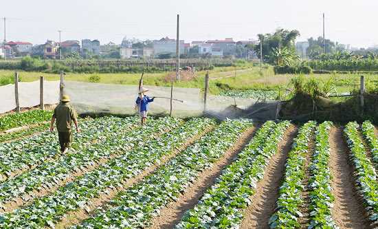 Nông nghiệp hữu cơ - Giải pháp an toàn thực phẩm