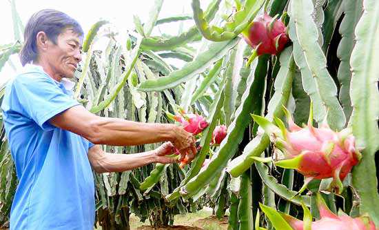 Thanh long Việt Nam tham gia Hội chợ triển lãm Berlin 
