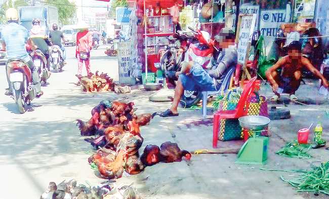 Thủ tướng yêu cầu chủ động ngăn chặn virus cúm A/H7N9 