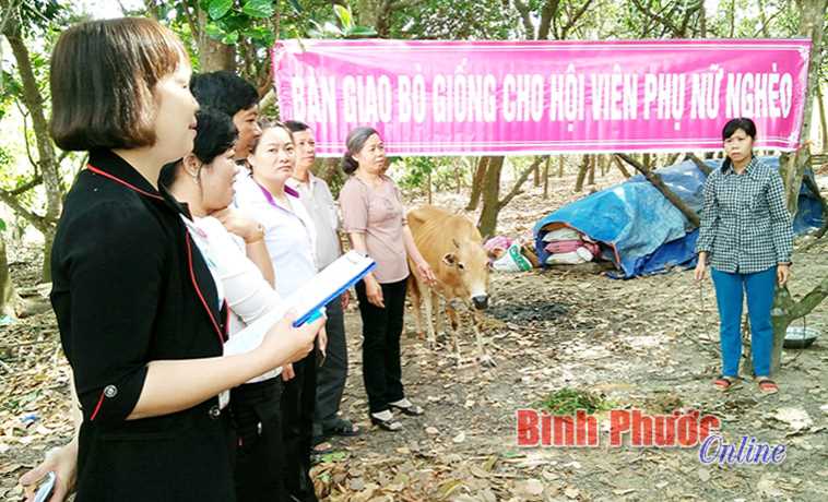 Trao bò giống cho hội viên phụ nữ nghèo xã Tân Khai