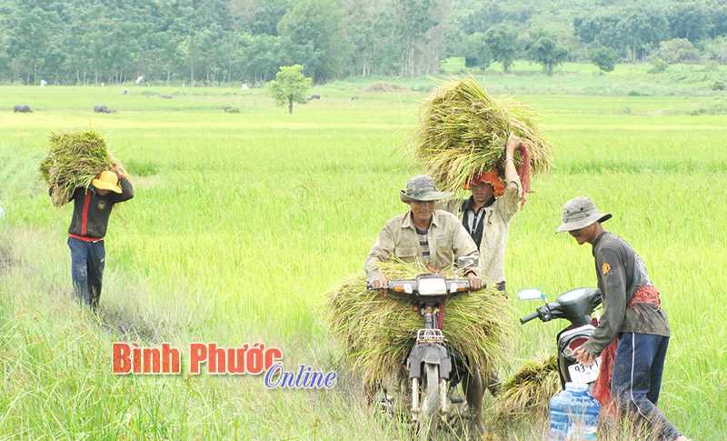 Hỗ trợ nông dân mua bảo hiểm nông nghiệp - Một chính sách nhân văn sắp trở thành hiện thực