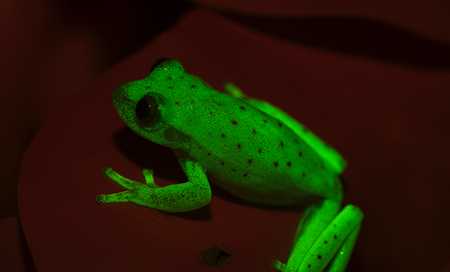 Phát hiện ra loài ếch có khả năng phát sáng đầu tiên trên thế giới