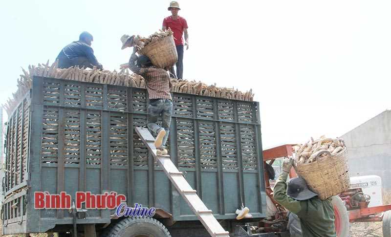 Bấp bênh thị trường mì