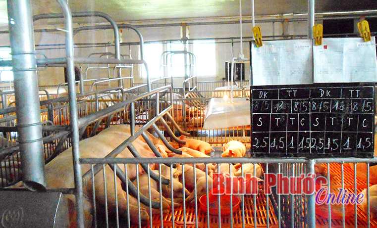 Cận tết, giá heo hơi giảm sâu - người chăn nuôi gặp khó