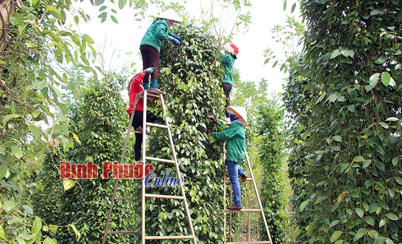 Lộc Ninh chuyển m&igrave;nh trong thời kỳ hội nhập - B&agrave;i cuối