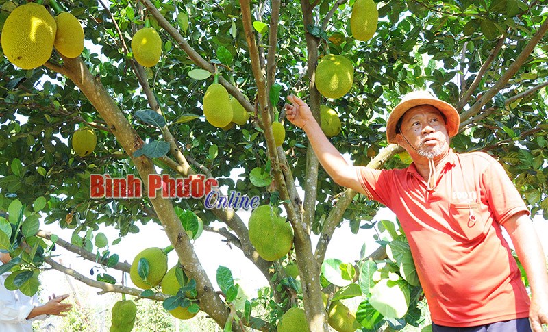 Làm giàu trên đất biên giới - Bài 1